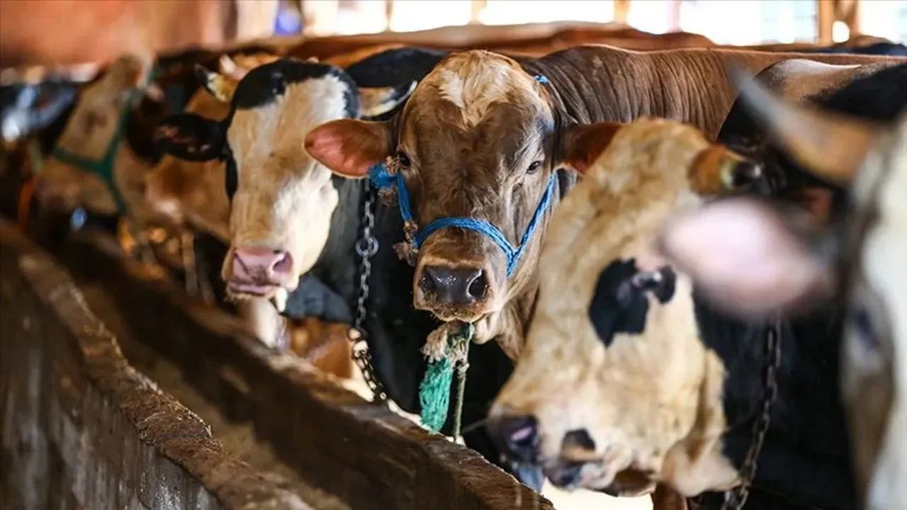 Bakanlıktan Sıkı Denetim 4 Milyondan Fazla Hayvan Kontrol Edildi