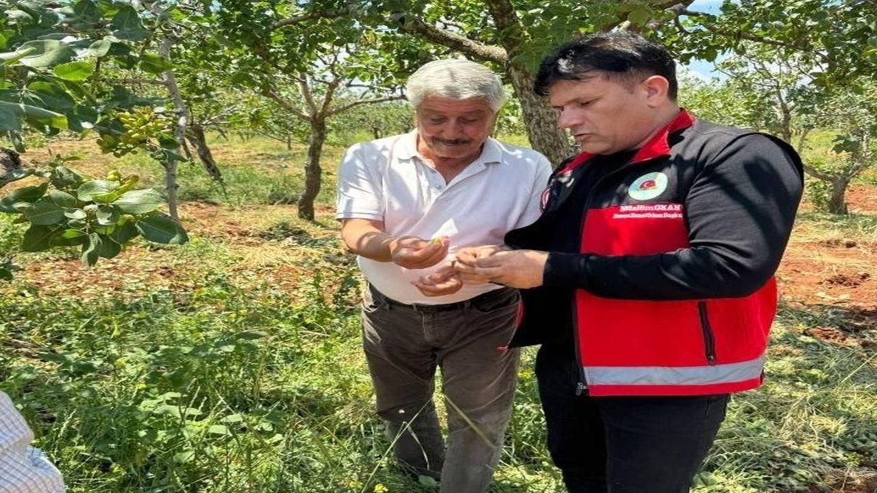 Bozova’da Tarım Alarmı! Şiddetli Dolu Yağışı Büyük Zarara Yol Açtı