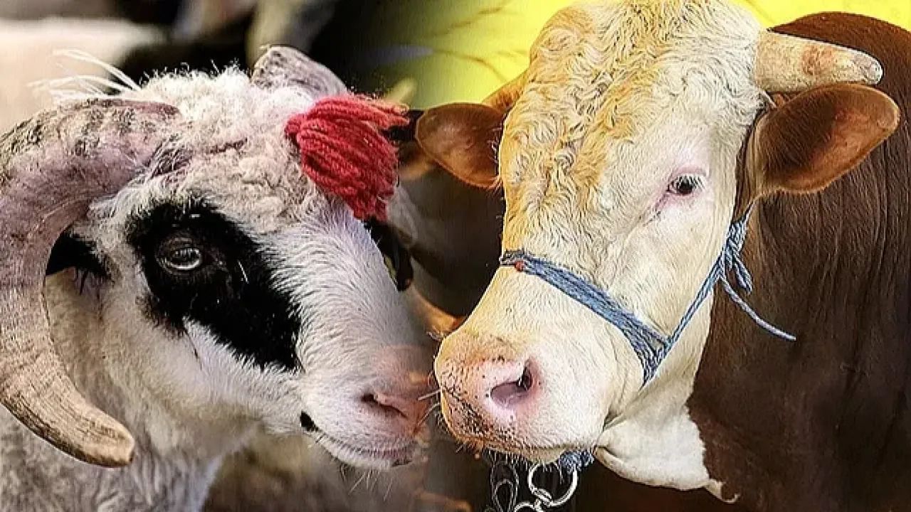 ESK, Satılamayan Kurbanlıkları Bu Yıl da Satın Alacak