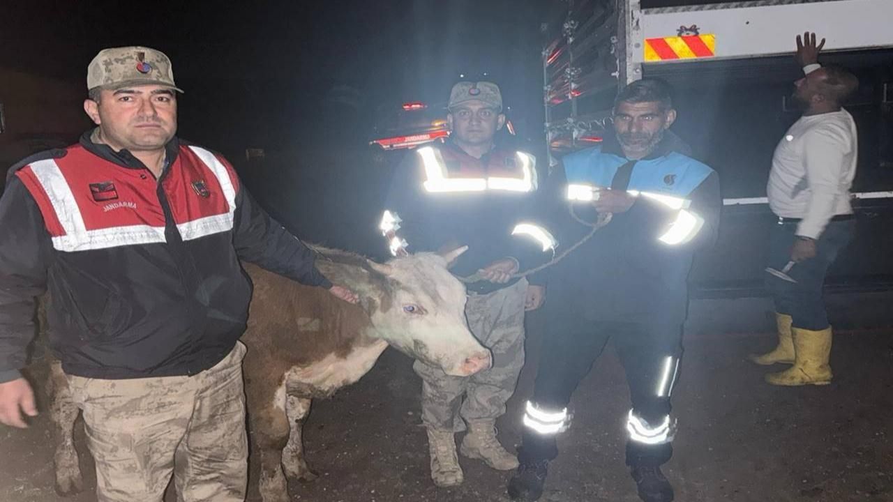 Urfa'da Çalınan Büyükbaş Hayvan Jandarma Ekiplerince Bulundu