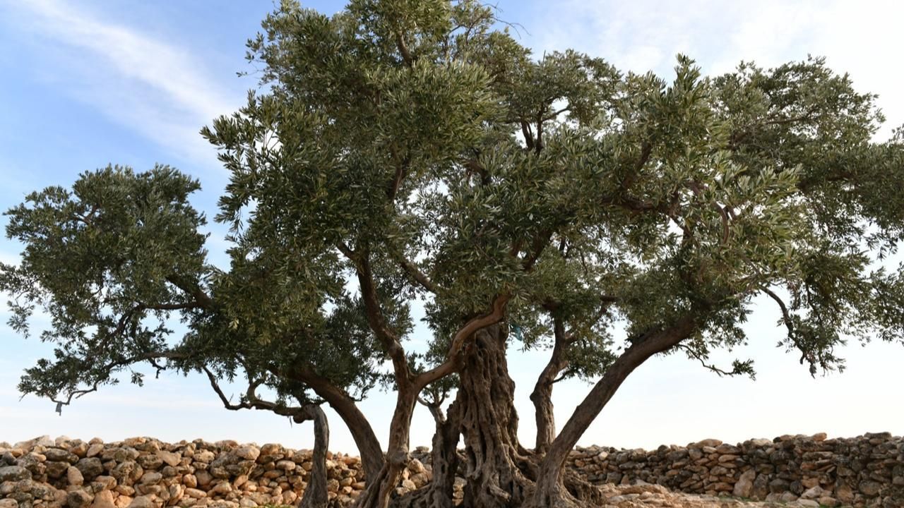 Göbekli Anıt Zeytin Ağacı Çevre Düzenleme Projesi Hayata Geçiriliyor